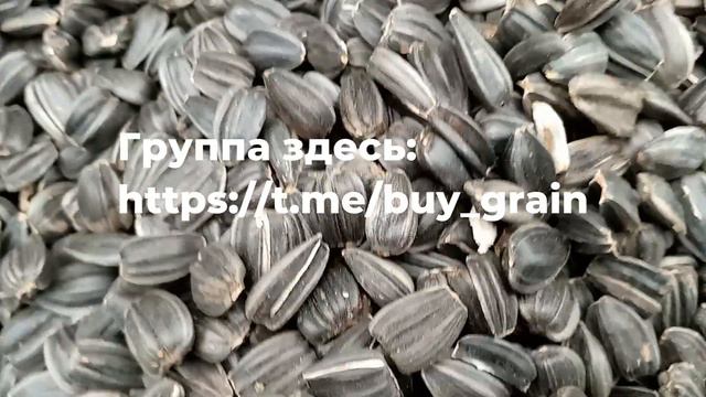 Куплю Семечка подсолнуха, Великие Копани, Херсонская область. Vetal Group смотреть онлайн