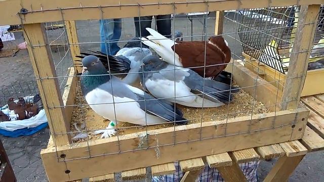 Выставка голубей в Донецке 27 октября 2019 года смотреть онлайн