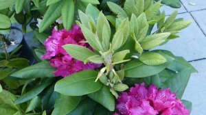 Rhododendron ´Pearce´s American Beauty´