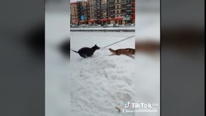 Тайский риджбек.Прогулка.