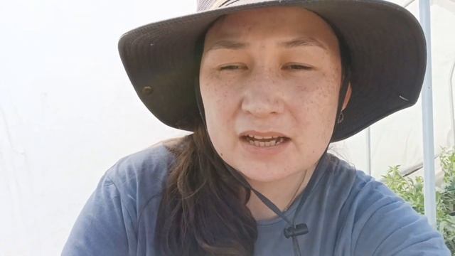 СКРУЧИВАНИЕ ЛИСТЬЕВ МОЖНО ПОБЕДИТЬ! смотреть онлайн