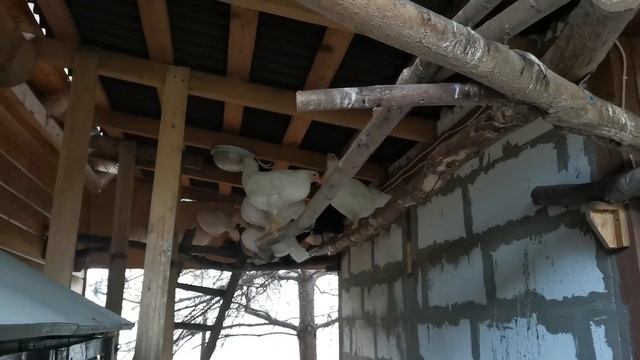 Цыплята Ломан Браун подрастают, снова были без нас 2 недели смотреть онлайн