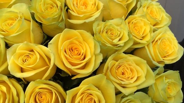 Букет из 51 желтой розы 50 см смотреть онлайн