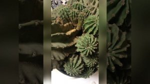 Как пересадить Кактус ? размножаем детками