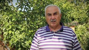 Дачные секреты. Груши и слива цвели, а завязей нет. Почему и что делать?