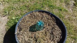 ОГУРЦЫ В БОЧКЕ | УДОБНЫЙ СПОСОБ БЕЗ ПЕРЕКОПКИ И ПРОПОЛКИ!!! | ВЫГОДЕН хозяевам не больших участков!