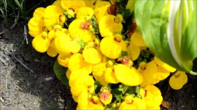 Кальцеолярія.Кальцеолярия.КОМНАТНЫЕ ЦВЕТЫ: КАЛЬЦЕОЛЯРИЯ. Calceolaria flower смотреть онлайн