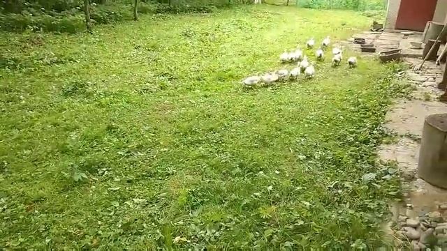 Звуки утят смотреть онлайн