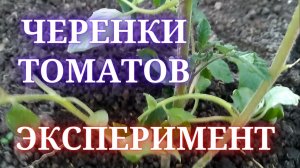Как прижились верхушки томатов? Стоит ли их сажать?