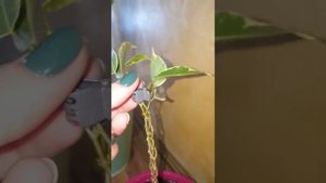 Плетение фикуса бенжамина. Как я это делаю.
