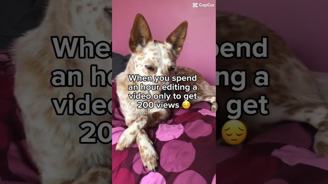 This dog hates this #dog #edit #cute