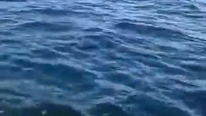 Смотреть Электрокатушка Ryobi - Электрокатушка Для Морской Рыбалки