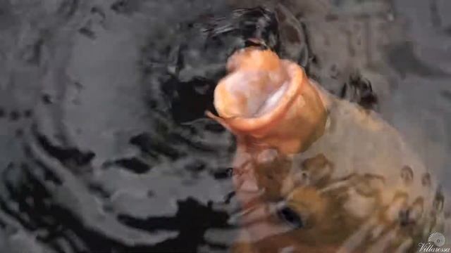 Водный дворец Тирта Ганга | Titraganga | Что посмотреть на Бали?