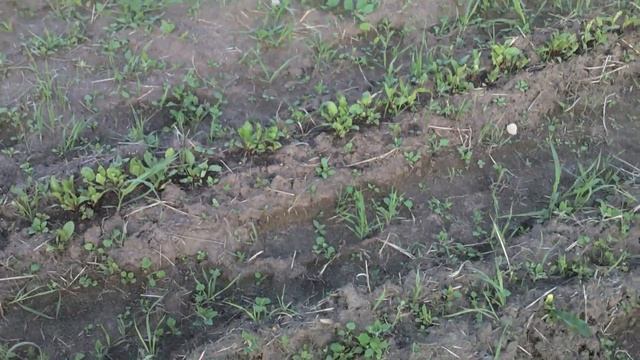 тыквы и кабачки три недели от посадки смотреть онлайн