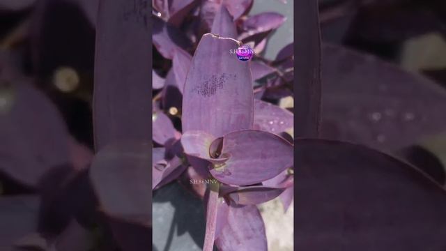 Tradescantia pallida (Purple heart)