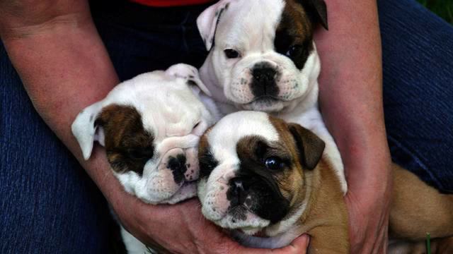 Канал новых русских песен и цветы онлайн смотреть онлайн