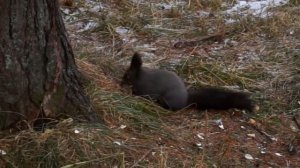 Белка прыгает по ветке