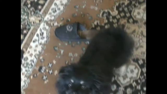 Песик Рокки приносит тапочки смотреть онлайн