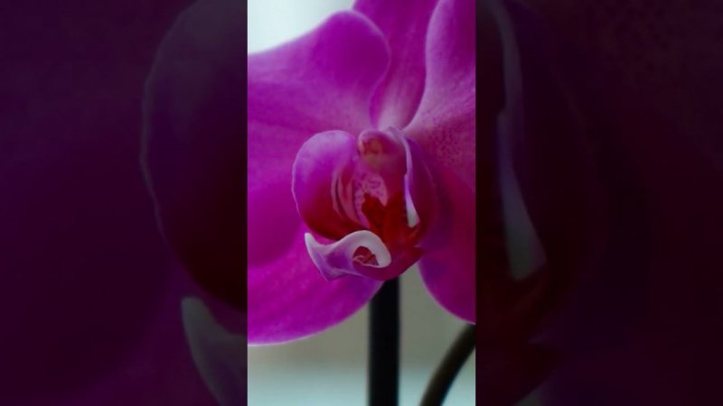 Секреты выращивания орхидей в домашних условиях, своими руками #shorts