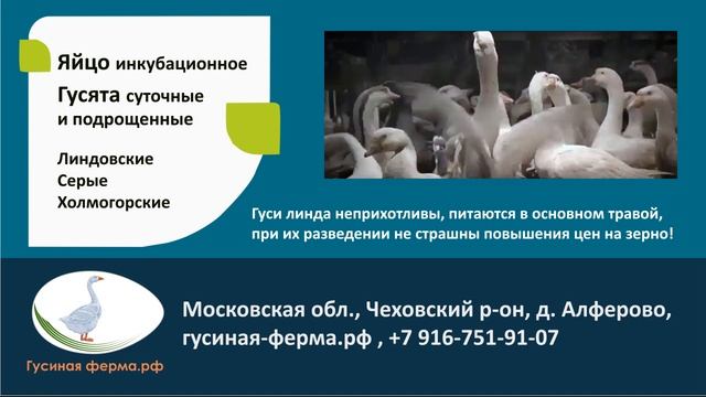 Гусиное инкубационное яйцо