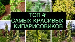 ТОП 4 САМЫХ КРАСИВЫХ КИПАРИСОВИКОВ