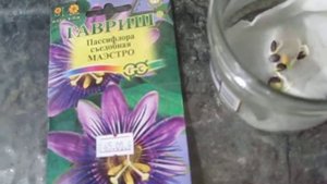 пассифлора Маэстро. Проращиваю семена.