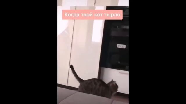 Смешные животные. Смотреть всей семьей. 5 смотреть онлайн