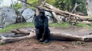 Denny The Gorilla At San Diego Zoo