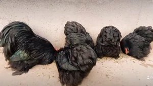 Карликовый кохинхин (чёрный)