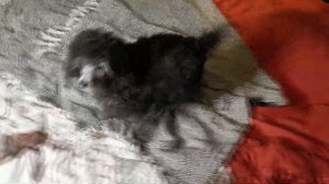 Маленькое серебро (щенок пуделя)