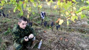 Виноградные инструкции. Измерение сахаристости винограда ручным рефрактометром