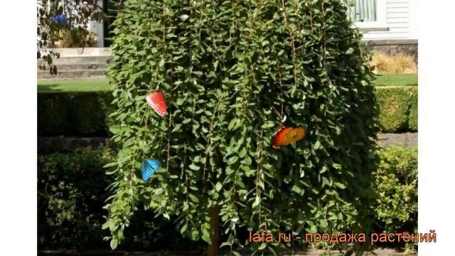 Ива козья Килмарнок штамб (salix caprea) ? обзор: как сажать, саженцы ивы Килмарнок штамб смотреть онлайн