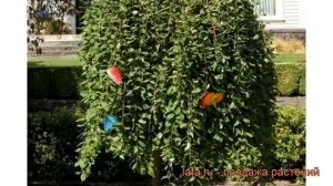 Ива козья Килмарнок штамб (salix caprea) ? обзор: как сажать, саженцы ивы Килмарнок штамб