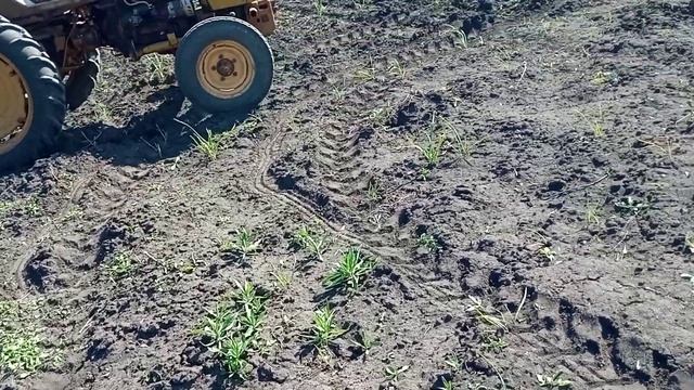 Междурядная культивация чеснока (с прополкой в рядах). Испытания и настройка. смотреть онлайн