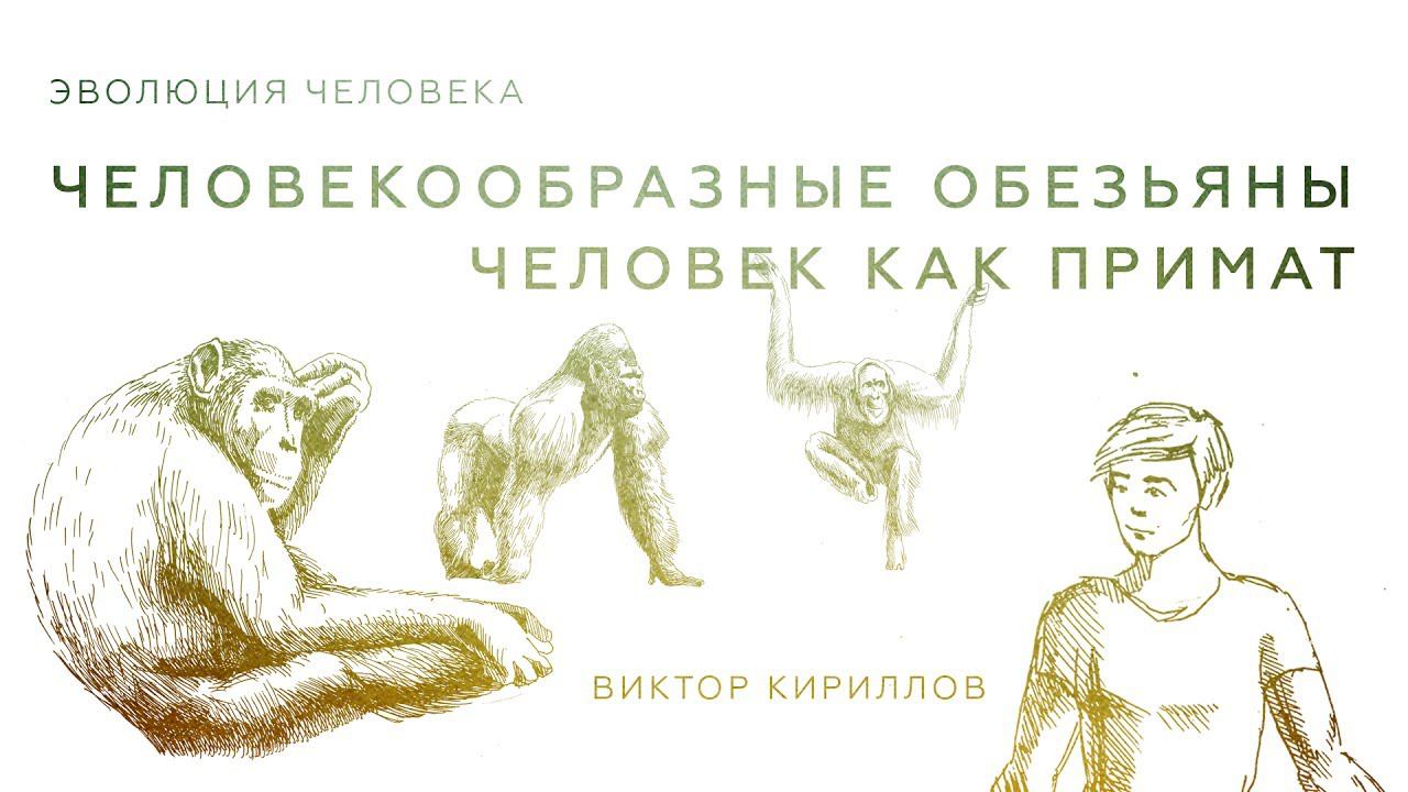 3. Человекообразные обезьяны. Человек как примат. Происхождение человека - 10 класс