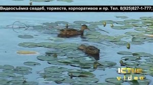 3 класс видеосъёмки. Стандарт SD (720x576). Видеокамера Panasonic NV-GS 400