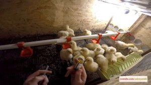 Бройлер, несушка ПРОПОЙКА 3-6дн, выращивание в Домашних Условиях - ZOLOTYERUKI