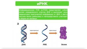 РНК: строение, виды, функции, отличия от ДНК | биология