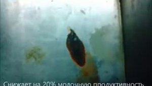 Глисты у коров