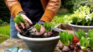 Гиацинты, нарциссы, гиппеаструм, амариллис- выгонка цветоносов луковичных. Зимнее хранение