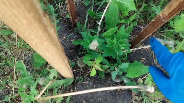 Как борюсь с земляной блошкой. Чем обработать деревья и кусты от вредителей. смотреть онлайн