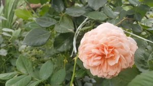 William Morris (AUSWILL) / David Austin 1999 English Rose Collection - rosier  - rosa