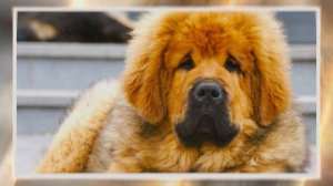 ТИБЕТСКИЙ МАСТИФ. Плюсы и минусы породы Tibetan mastiff