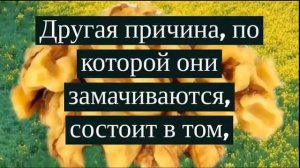 О грецких орехах.Часть 4. Преимущества замоченных грецких орехов.