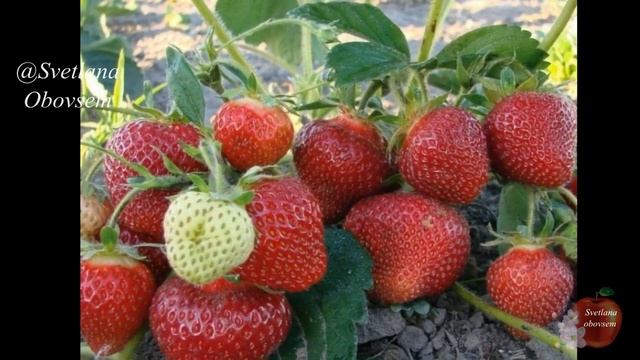 ВСЕГДА ОБЛИВАЮ ЭТИМ КЛУБНИКУ ВЕСНОЙ.ПОТОМУ,ЧТО УРОЖАЙ БУДЕТ КОСМИЧЕСКИЙ.ПОДКОРМКА ЯНТАРНОЙ КИСЛОТОЙ смотреть онлайн