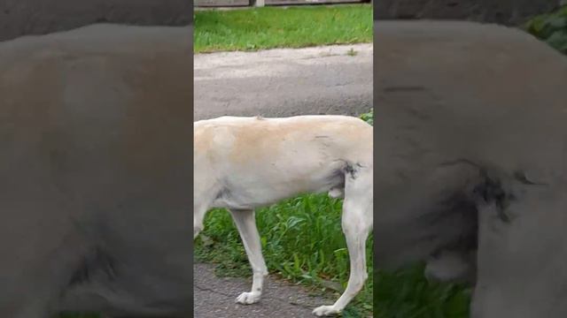 Пёс Цезарь -- наглый красавчик)) смотреть онлайн