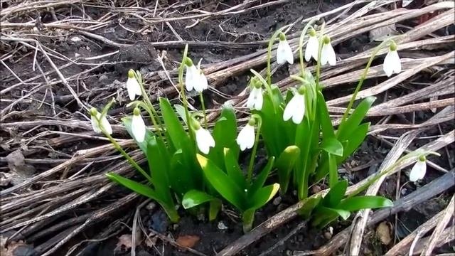 Подснежники -  первые вестники весны
