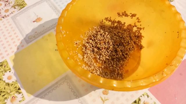 Заготовка семян шиповника для выращивания подвоя роз