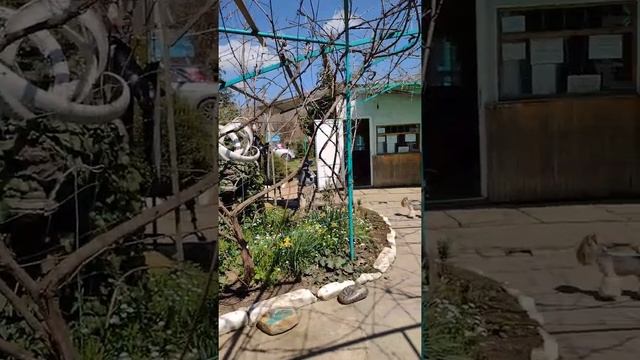 ТЕРМАЛЬНЫЙ ИСТОЧНИК "ЖЕНЬШЕНЬ" МОСТОВСКОЙ ПГТ КРАСНОДАРСКОГО КРАЯ