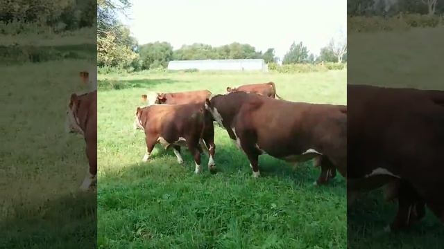 ГЕРЕФОРДЫ НА ПАСТБИЩЕ. ООО ДИК КАЛУЖСКАЯ ОБЛАСТЬ. ПЛЕМЕННОЙ РЕПРОДУКТОР ПО ПОРОДЕ ГЕРЕФОРД. #дикфар